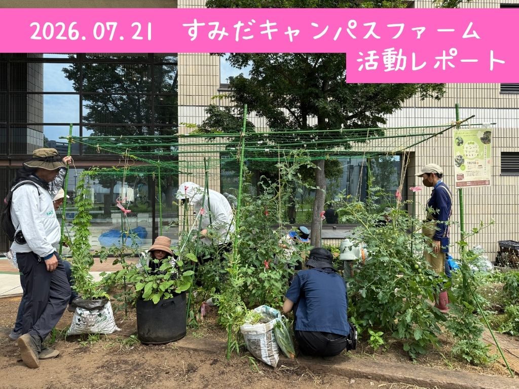 【レポート】7月21日すみだキャンパスファーム活動レポート